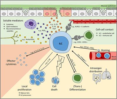 Regulation of Human Innate Lymphoid Cells in the Context of Mucosal Inflammation